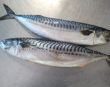 Mackerel