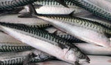 Mackerel