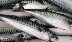Mackerel