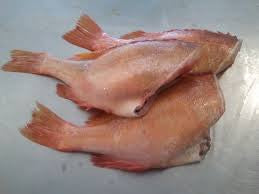 Red Bream Fish(Headless)